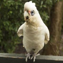 Little Corella | Bird Kingdom